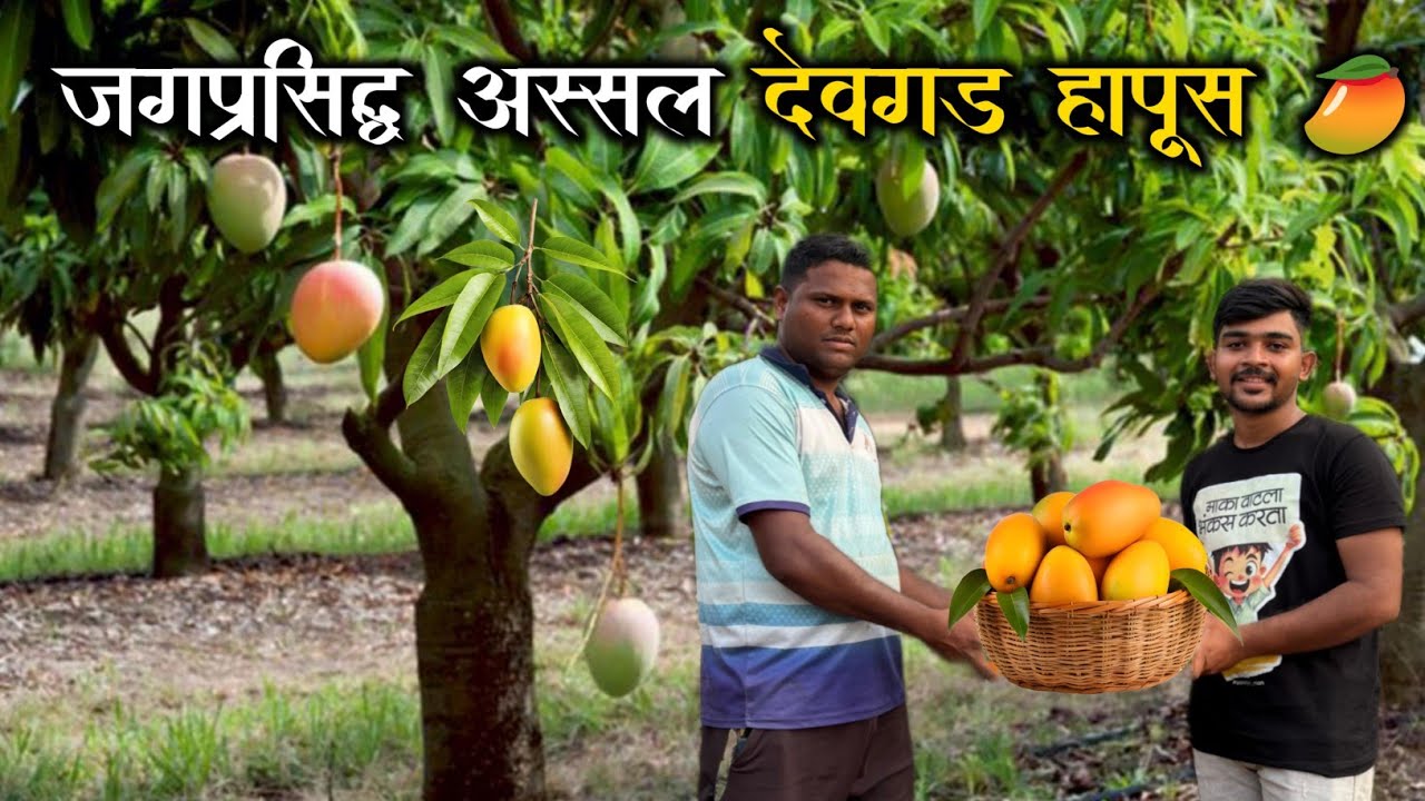 जगप्रसिद्ध अस्सल “देवगड हापूस आंबा” 🥭 | घरबसल्या मागवा अस्सल देवगड हापूस | Devgad Alphonso 🥭 |
