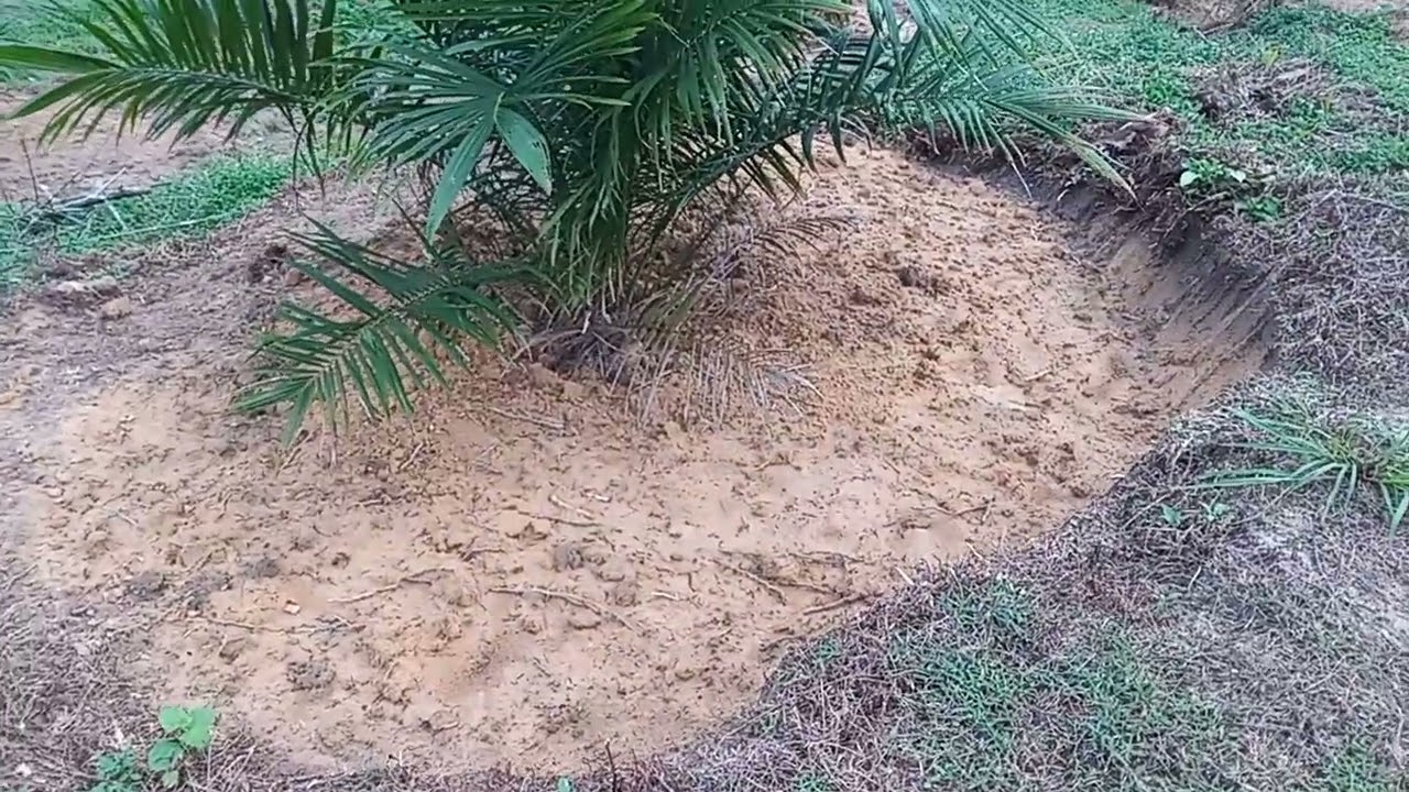 Usaha Perkebunan Sawit Dan Peternakan Ayam