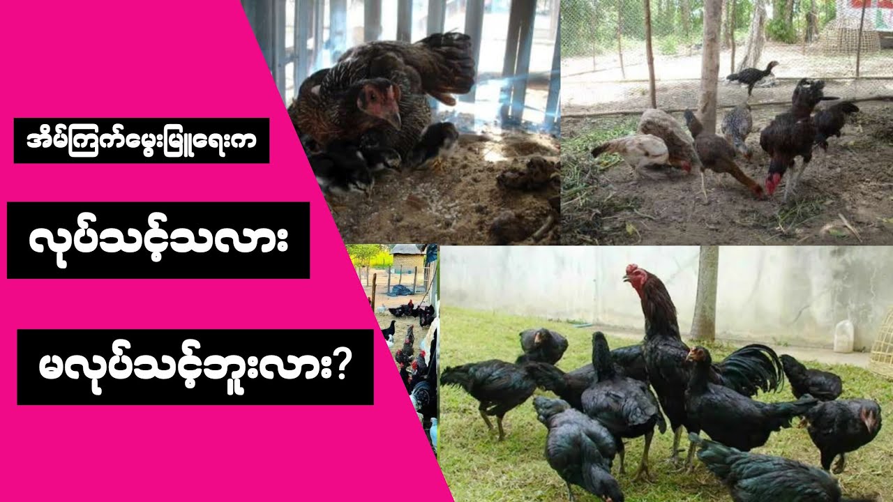 အိမ်ကြက်မွေးမြူရေးကလုပါသင့်သလား?မလုပ်သင့်ဘူးလား?