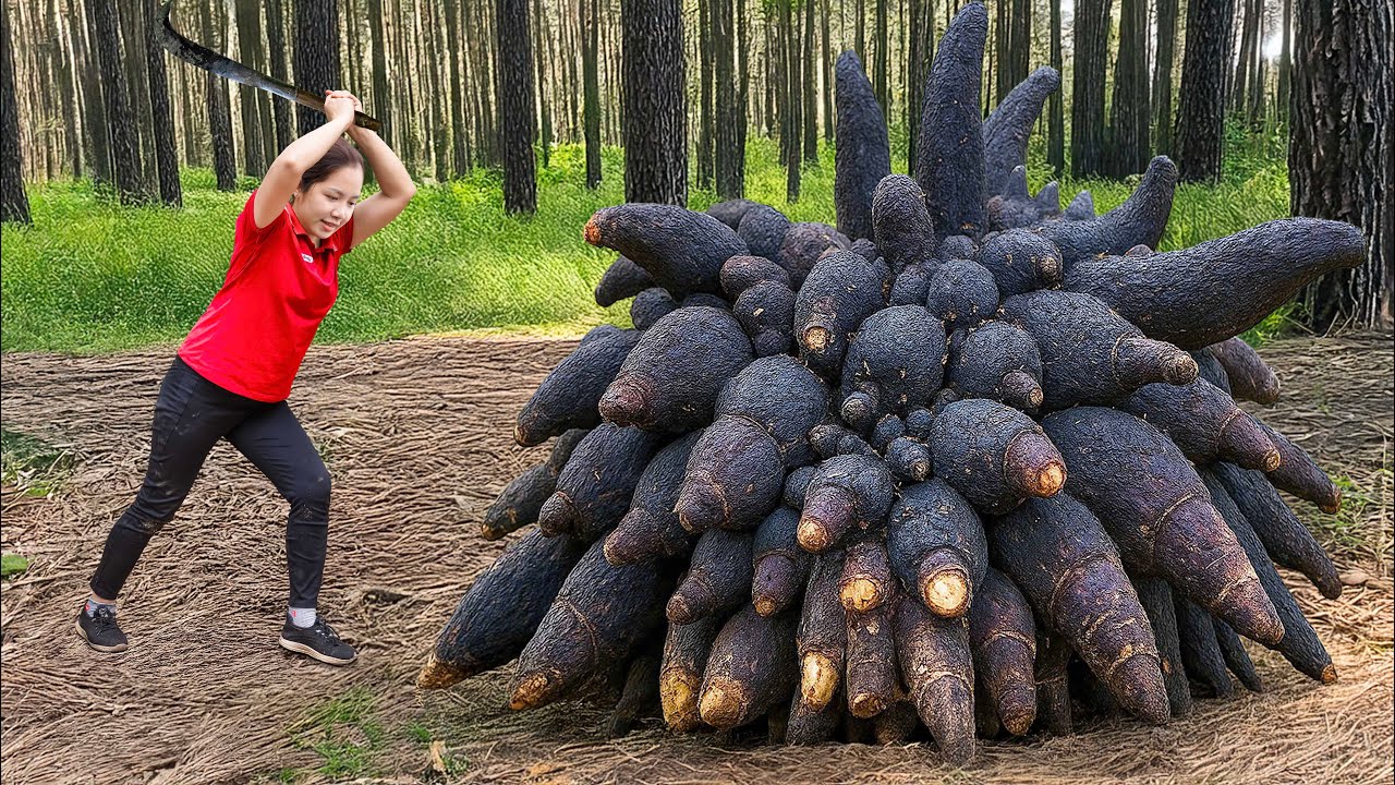 Harvesting Giant black Yam Goes to Market Sell | The world's largest yam | Hanna Daily Life 686