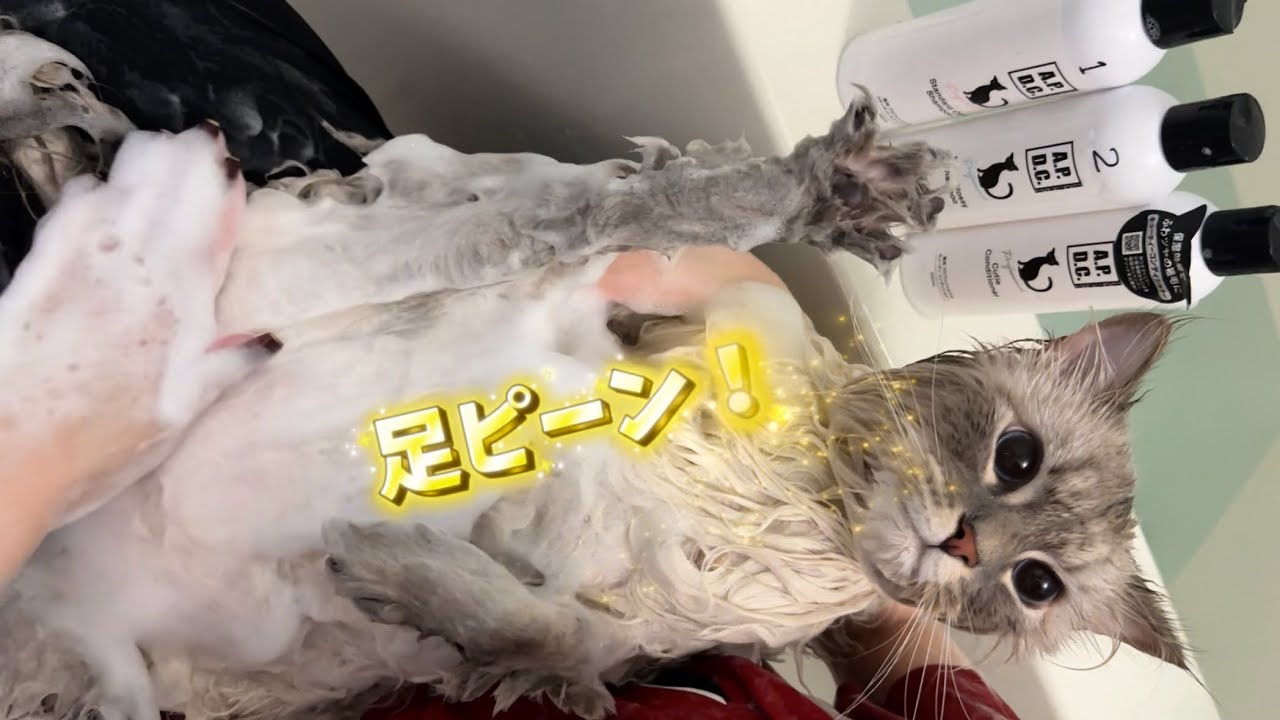 【美猫】毎月お風呂に入る猫いれぶん