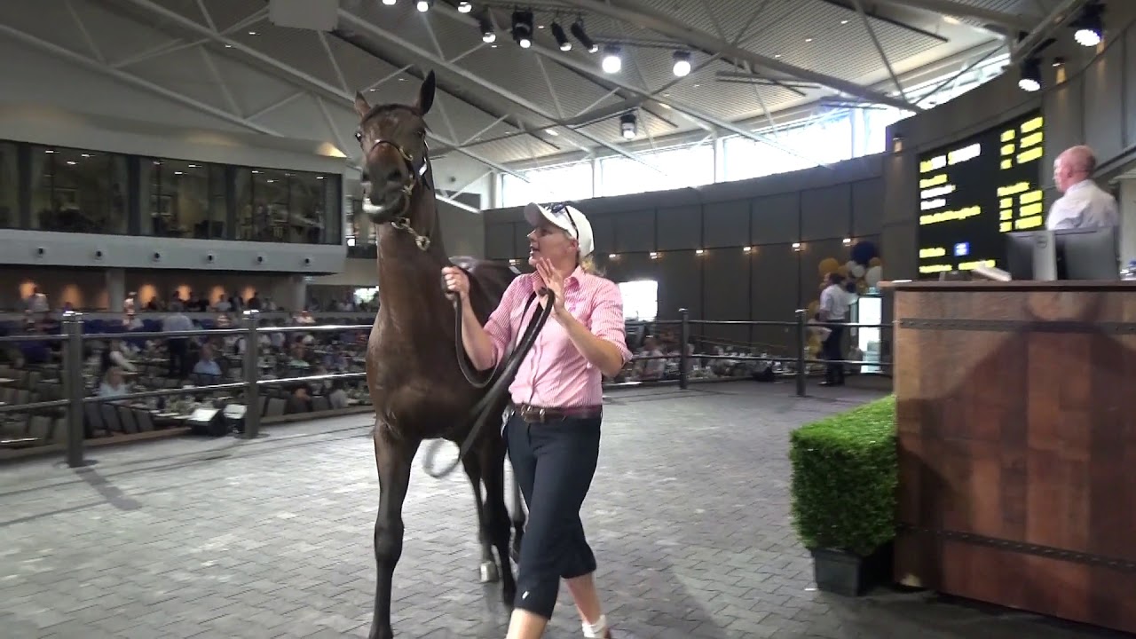 Inglis Riverside Stables Inaugural thoroughbred Horse auction Warwick Farm 2018