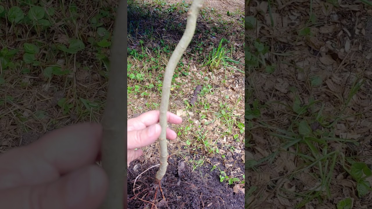 Established Roots on a Loquat Tree Cutting