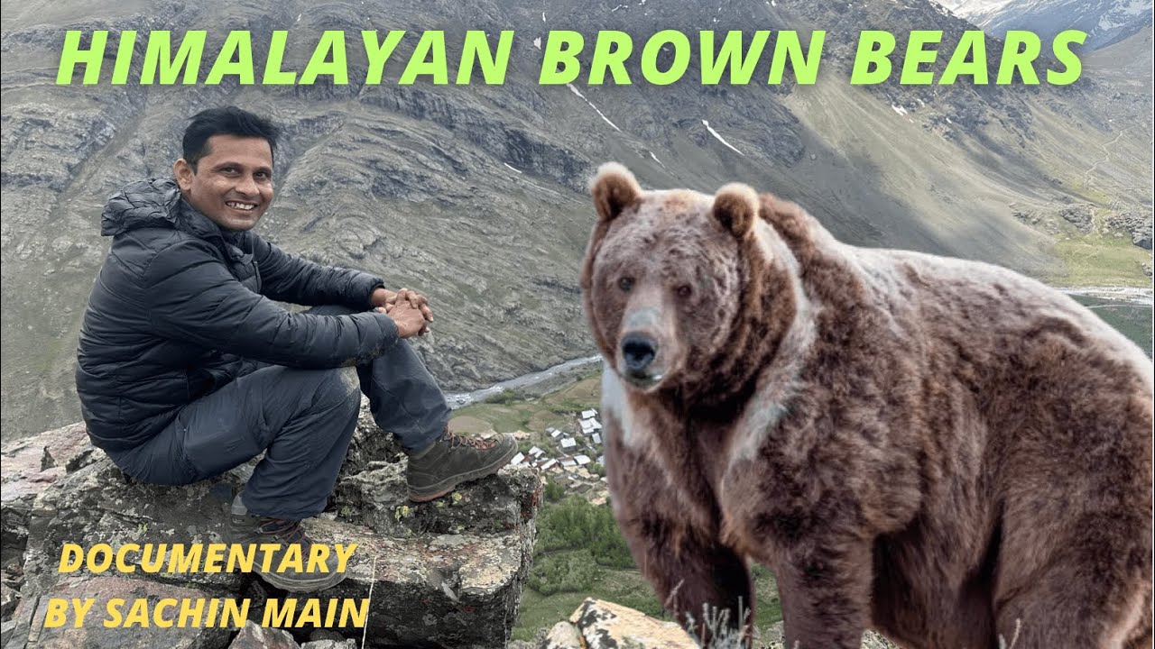 Himalayan Brown Bears II हिमालयीन भुरे भालू II Documentary in Hindi by Sachin Main II