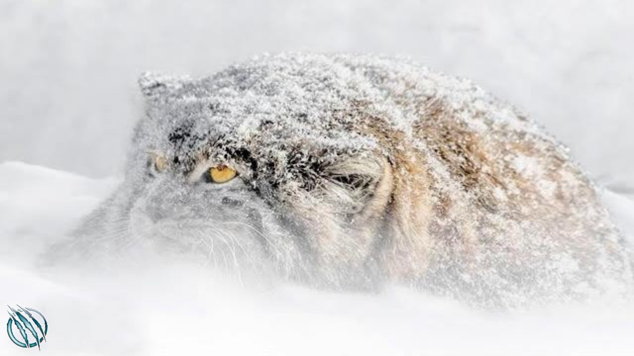 PALLAS'S CAT aka MANUL ─ World's Rarest Most Temperamental Grumpy Cat