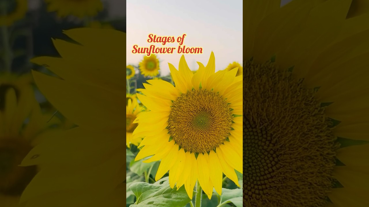 Stages of Sunflower bloom 