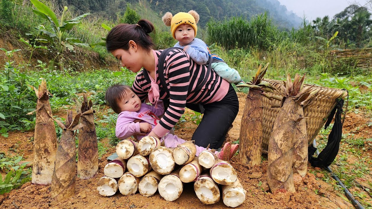 Single Girl: Harvesting Bamboo shoots market to sell with her children | Make rolled bamboo shoots