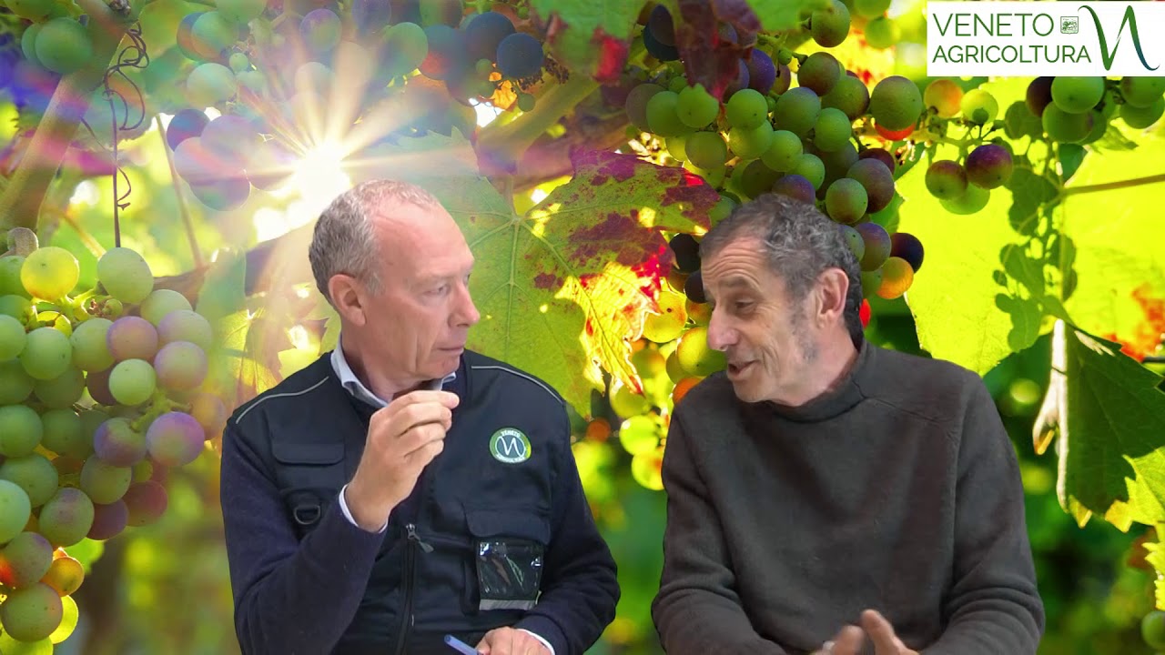 52 Radio Veneto Agricoltura - Guida definitiva ai vitigni resistente