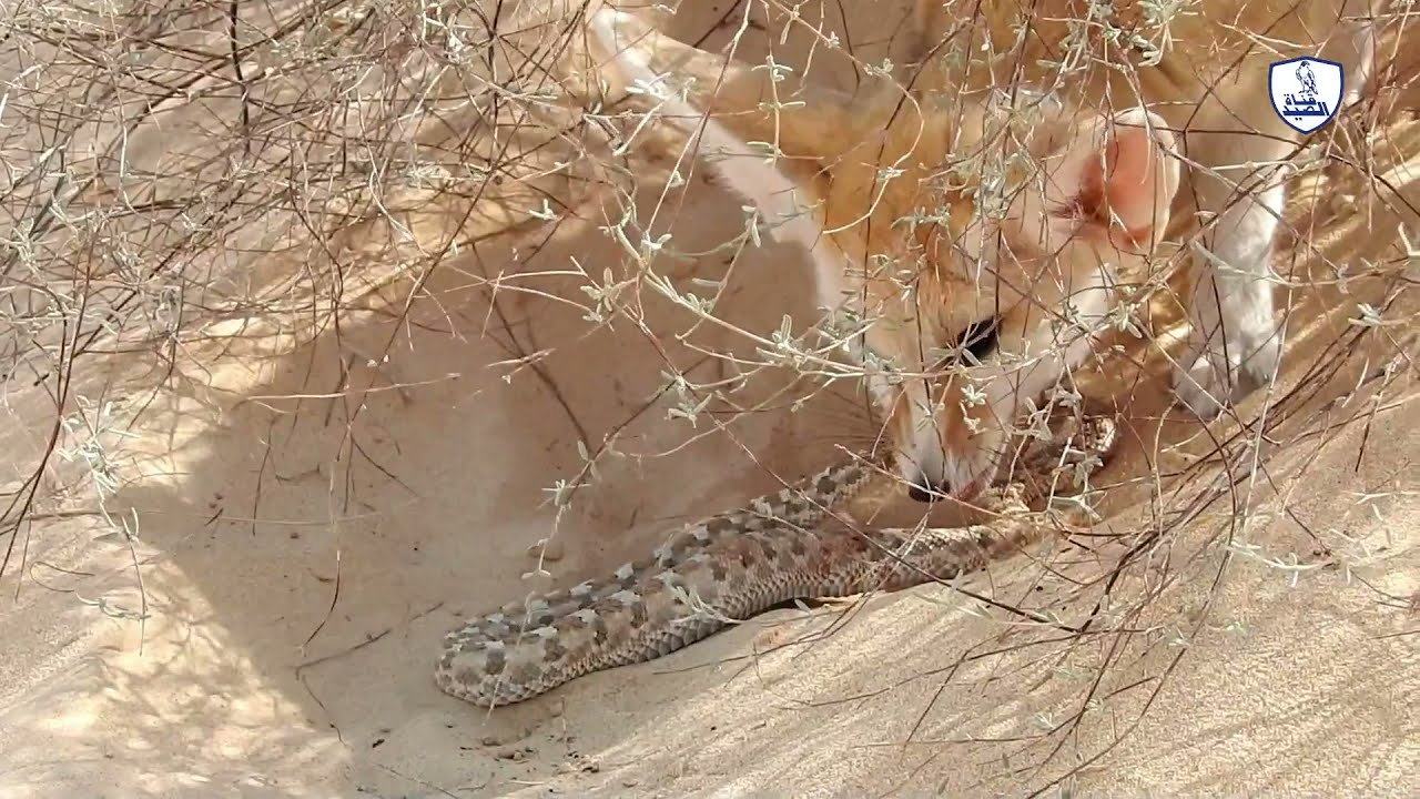 صراع البقاء في الصحراء الكبرى تضحية والدي الفنك ثعلب الصحراء من أجل الصغر