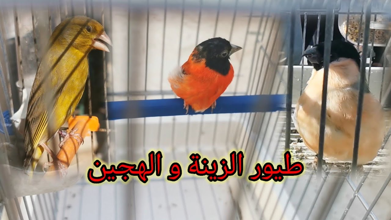 طيور مغردة | كاين الرخيس و الغالي | عند غاليب
