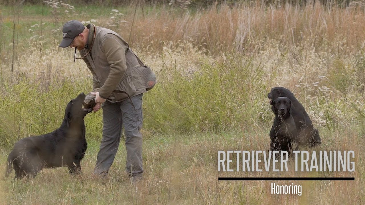 Honoring- Labrador Retriever Training