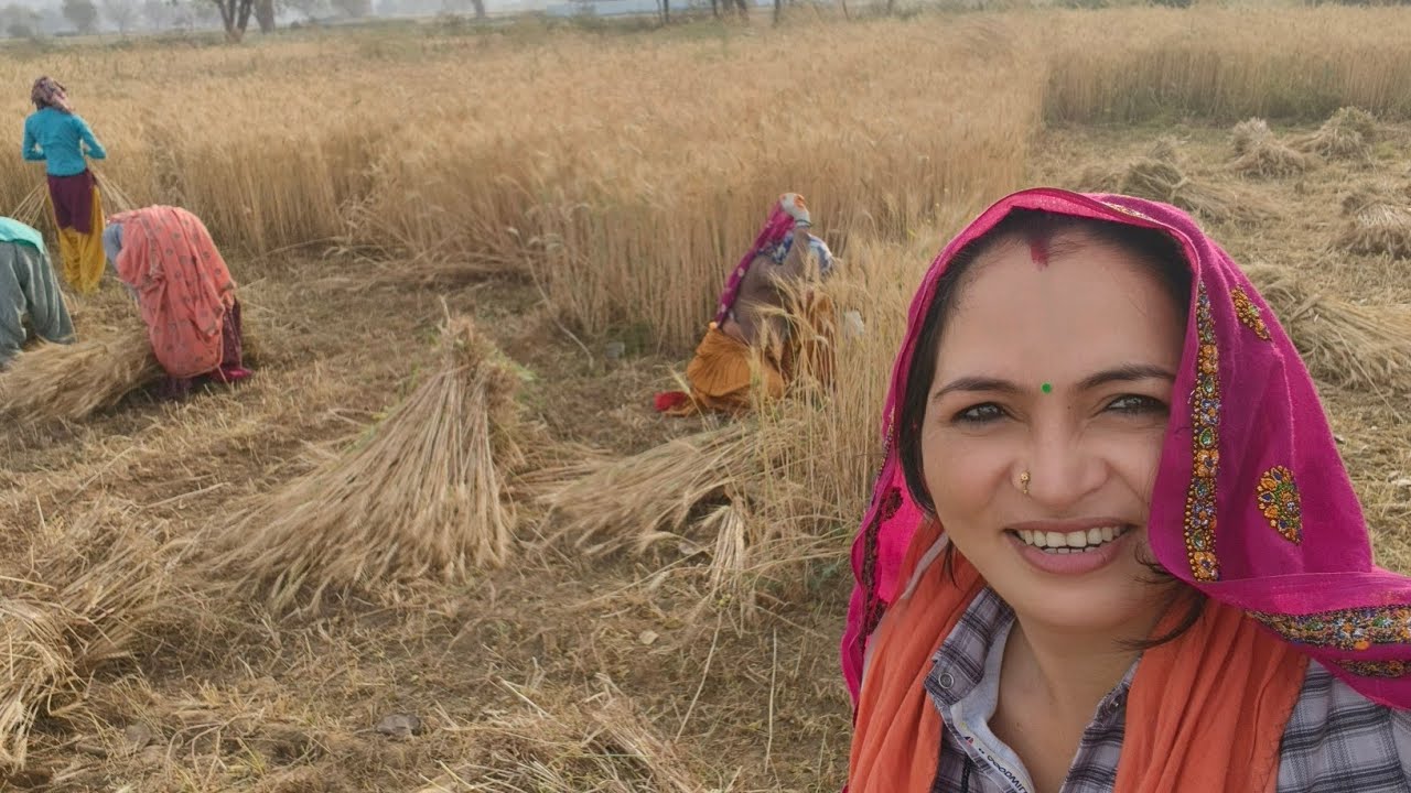 गेहूं काटते समय देवरानी को क्या दिया 🤔।।#viralvideo #dailyvlog #villagelife 