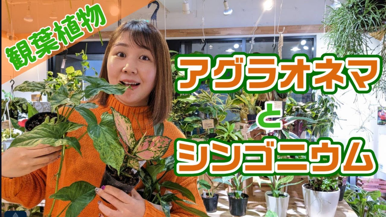 【アグラオネマとシンゴニウム】またまた観葉植物仲間入りしました編《NOKO’sちゃんねる》《ノコズ》
