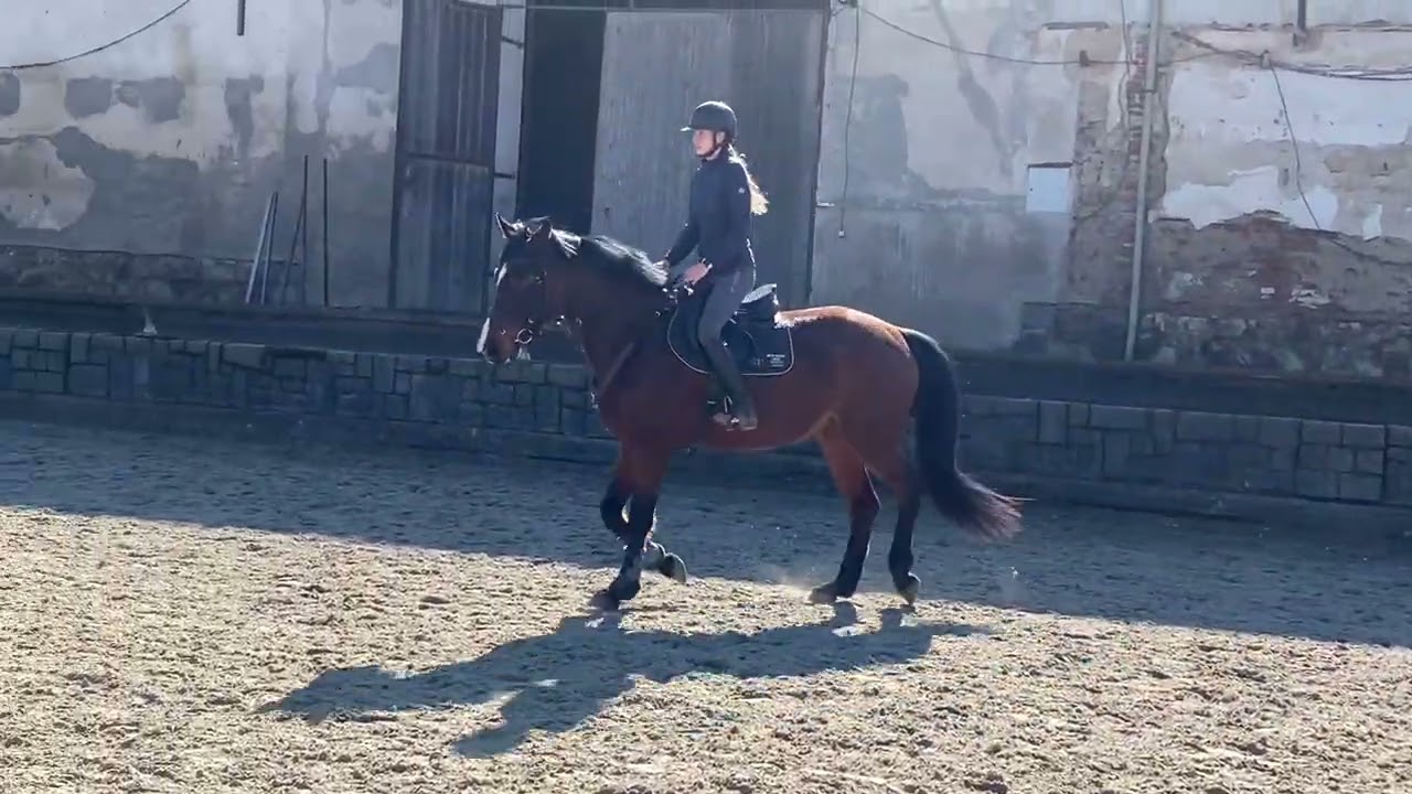 🔆JUMPER flat training Elena 2021 by Dallas VDL