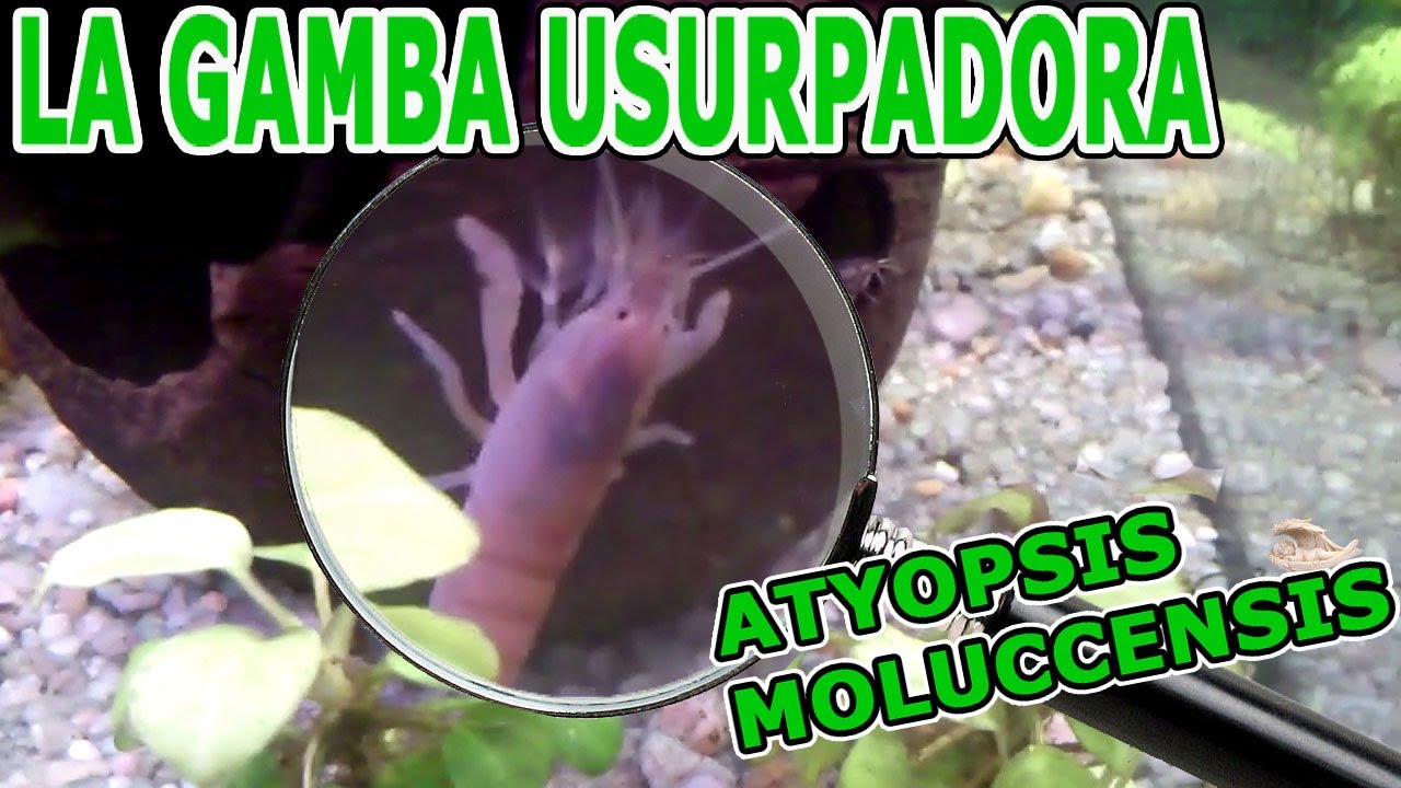 HISTORIA DE UNA GAMBA FILTRADORA