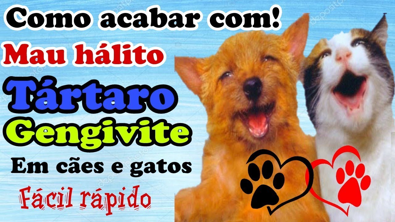 Como acabar com o mau hálito e tártaro em cães e gatos (Santo remédio)