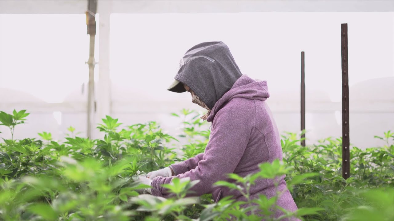 People's Greenhouses in Salinas, California