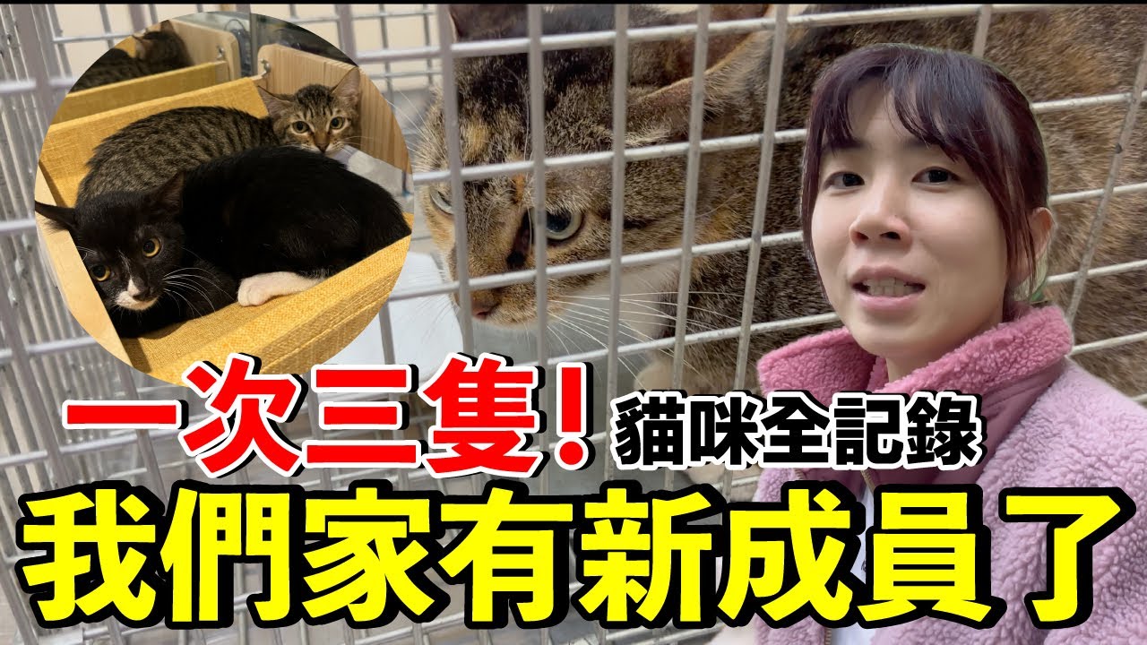 完全都不懂，我們居然養貓了！
