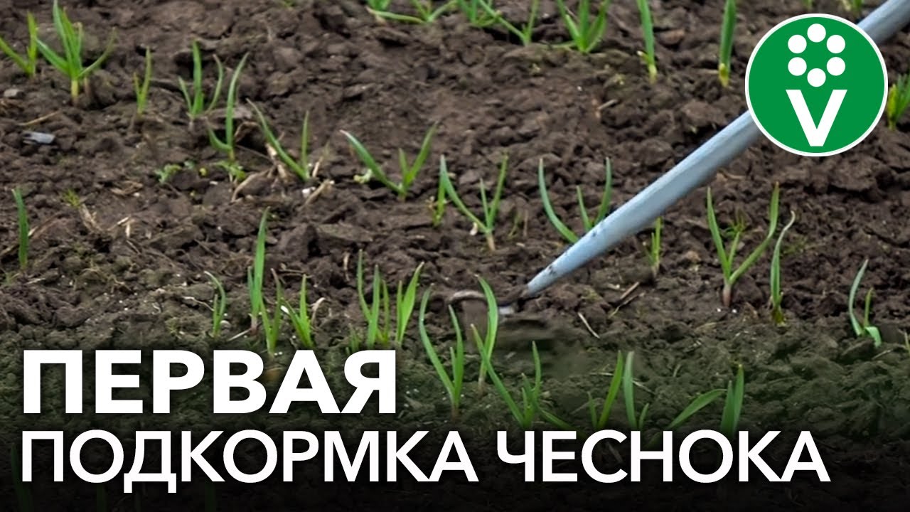 ПОДКОРМИТЕ ЧЕСНОК ТАК ВЕСНОЙ и он вырастет крупным, здоровым, устойчивым к болезням и вредителям!