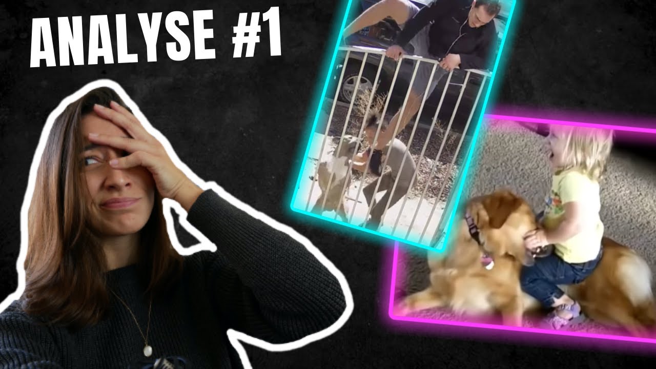 ANALYSE VIDEO D'ATTAQUES DE CHIEN VS HUMAIN