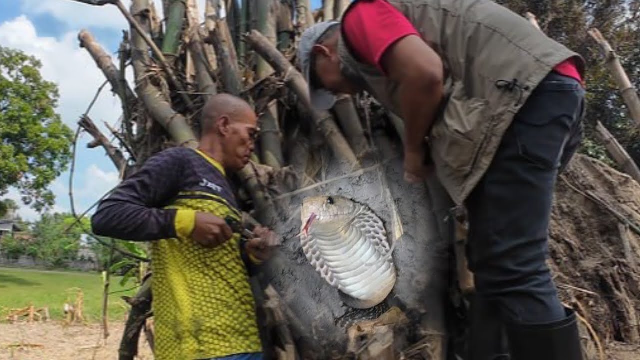Cobra sinukuan ng ibang Rescuer, huli kay Kamandag sa Villasis, Pangasinan 