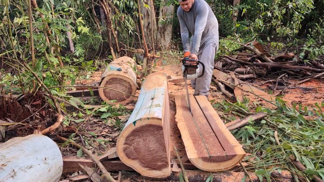Aserrando madera de Eucalipto!!