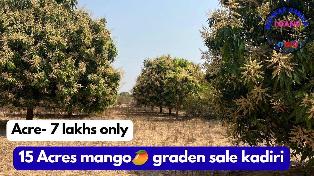 15 Acres Mango Garden for Sale ||  Near Kadiri