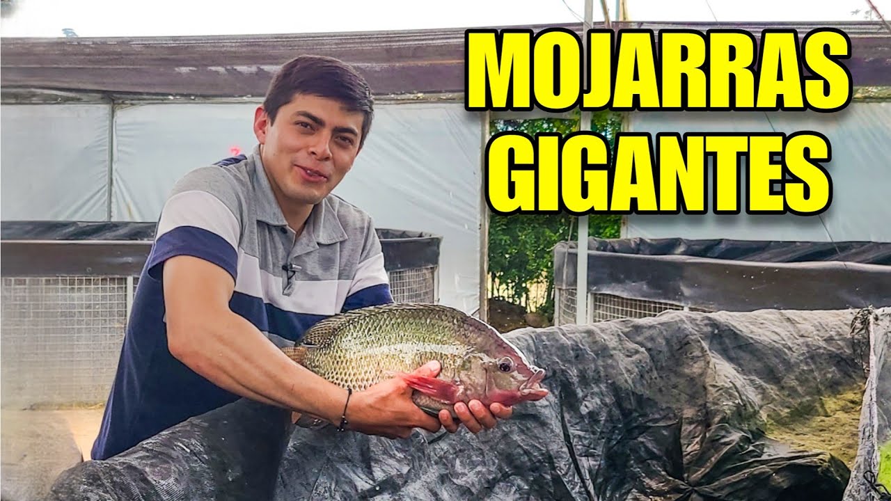 Granja Acuicola de Mojarras  - Consejos, Reproducción y Venta de Tilapia