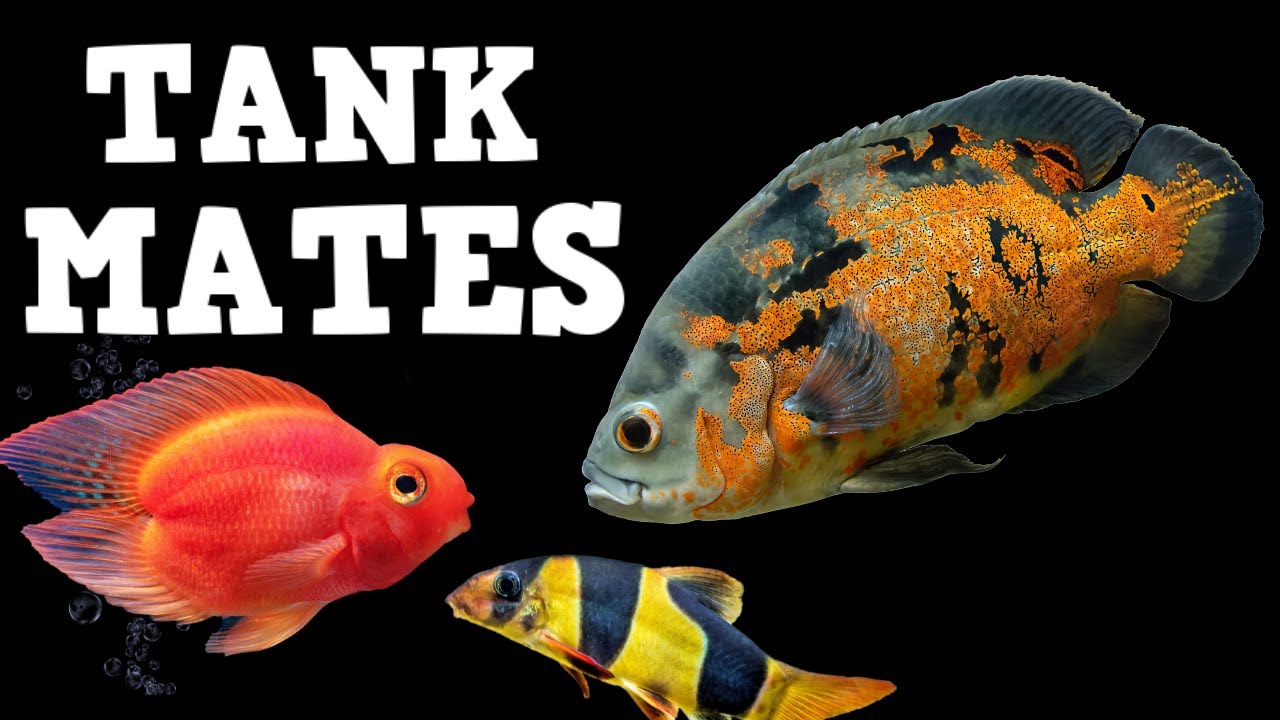 TOP 10 Tank Mates For Oscar Fish!