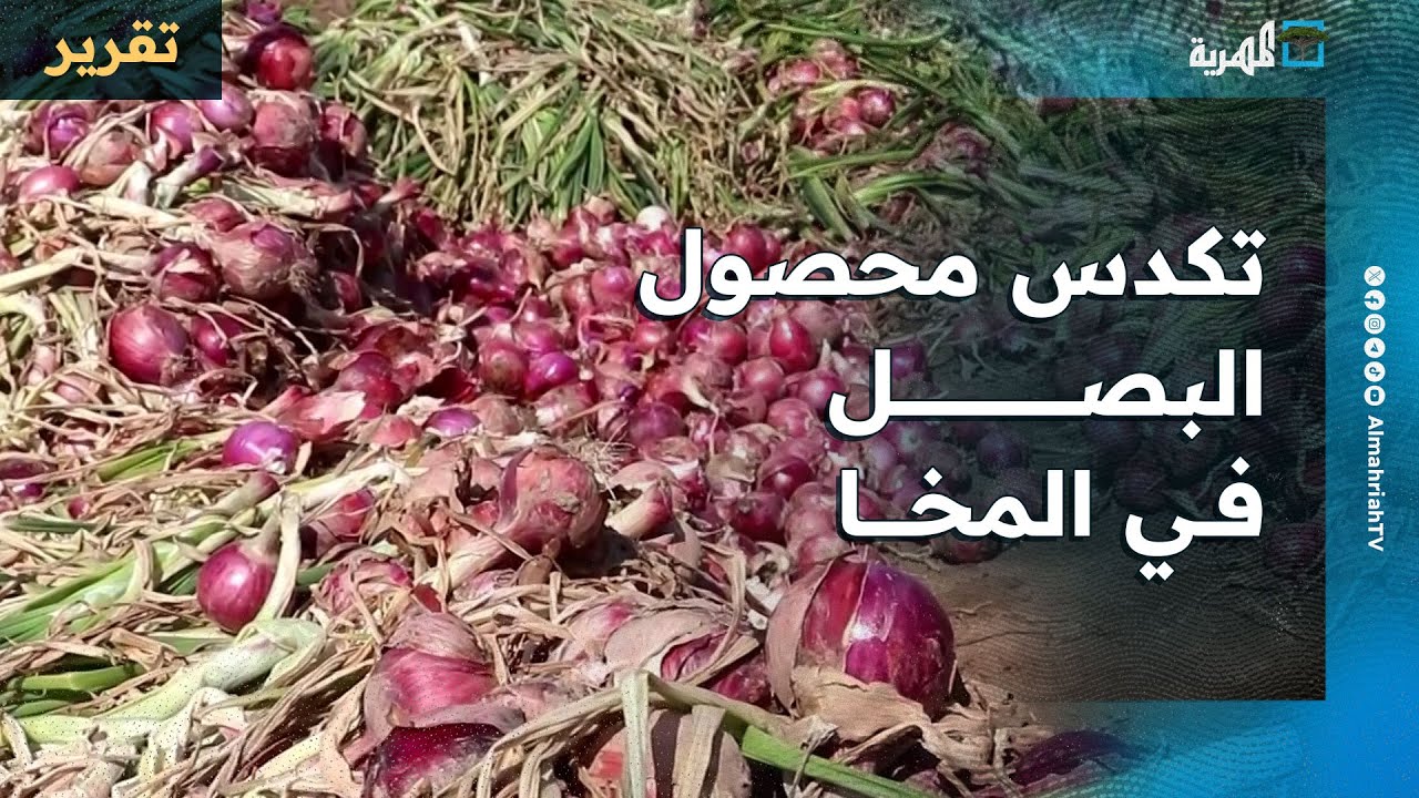 تكدس محصول البصل في المخا بعد إغلاق منفذ الوديعة السعودية ومنع تصديره
