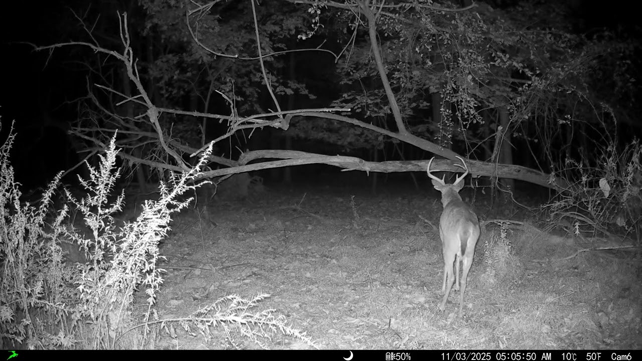 White Tail Deer Vocalizations: Snort, Wheeze and Grunt (4K) 🦌🦌‼️