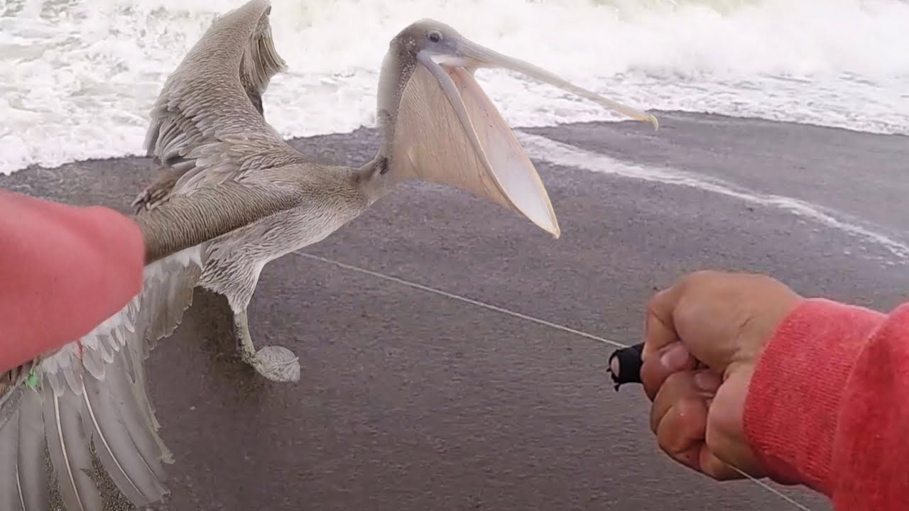 HUGE BIRD caught in fishing line