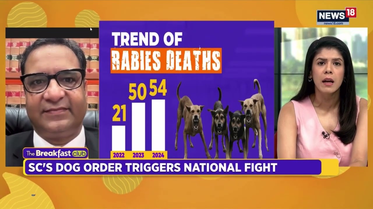 Stray dogs vs public safety: has the Supreme Court&rsquo;s judgment struck the right balance?