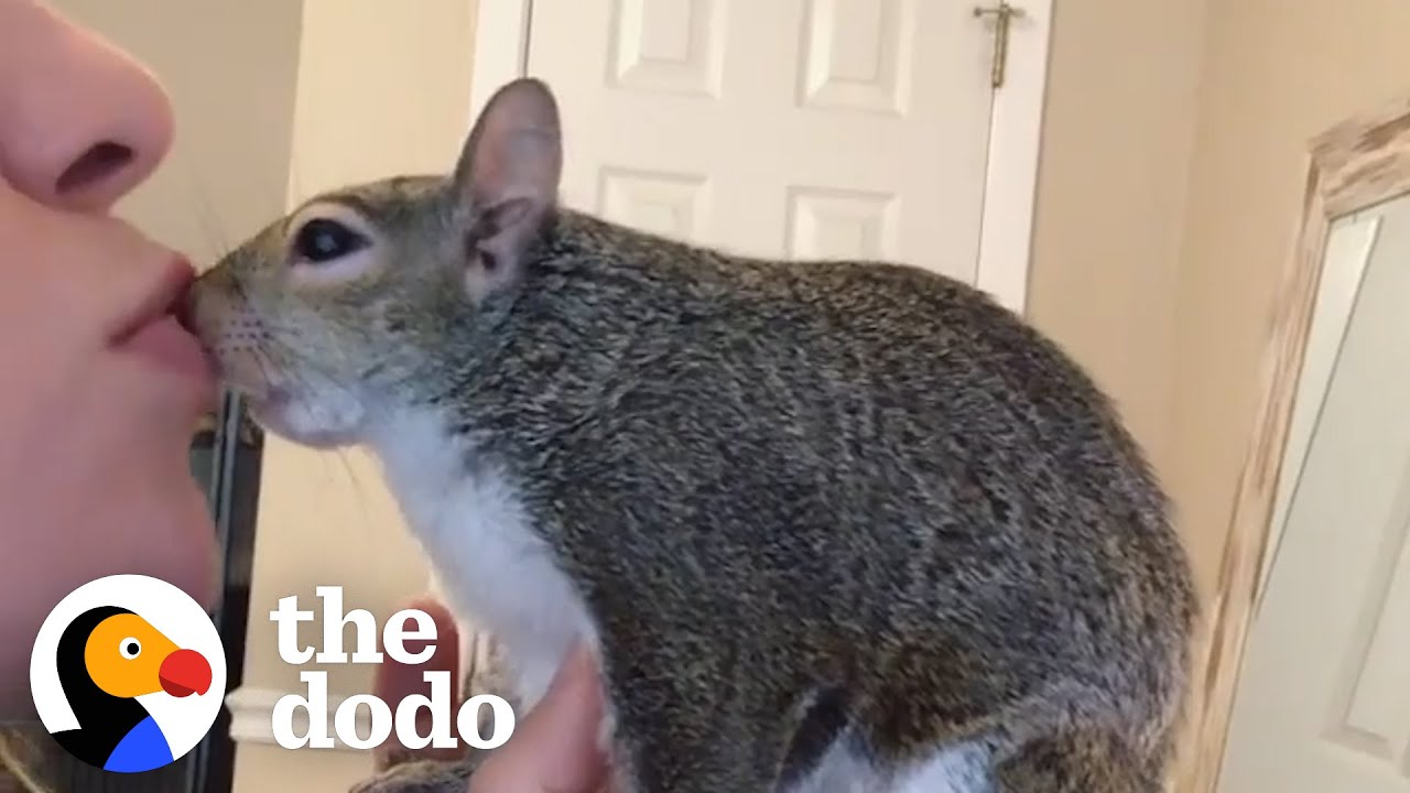 Squirrel Goes To Work In Her Mom's Hoodie | The Dodo