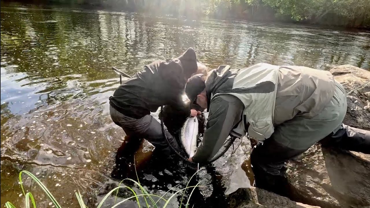 M&ouml;rrum - World class salmon fishing by @fly-caster