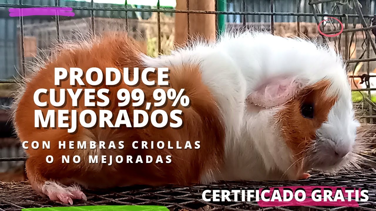 PRODUCE CUYES 99,9% MEJORADOS  - La genética no se compra, se produce en casa...