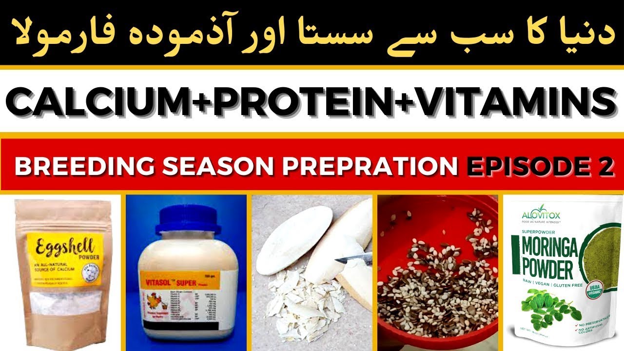 Best Multi Vitamin for Lovebirds | Best Multivitamin for Birds | Calcium and Protein for Birds