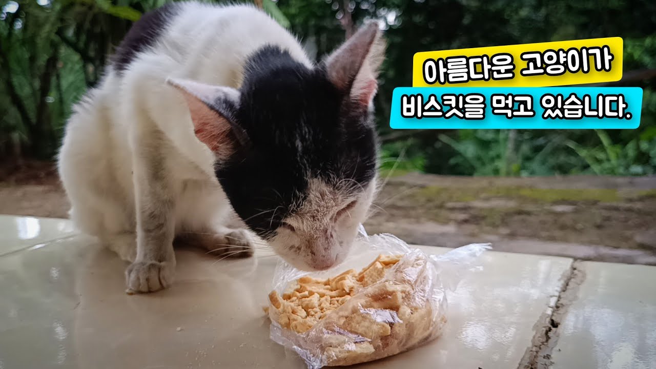 아름다운 고양이가 비스킷을 먹고 있습니다.