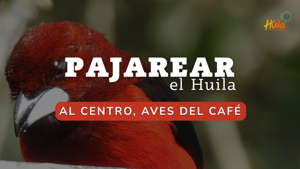 Pajarear el Huila - Episodio 2/4 - Al centro, aves del caf&eacute;