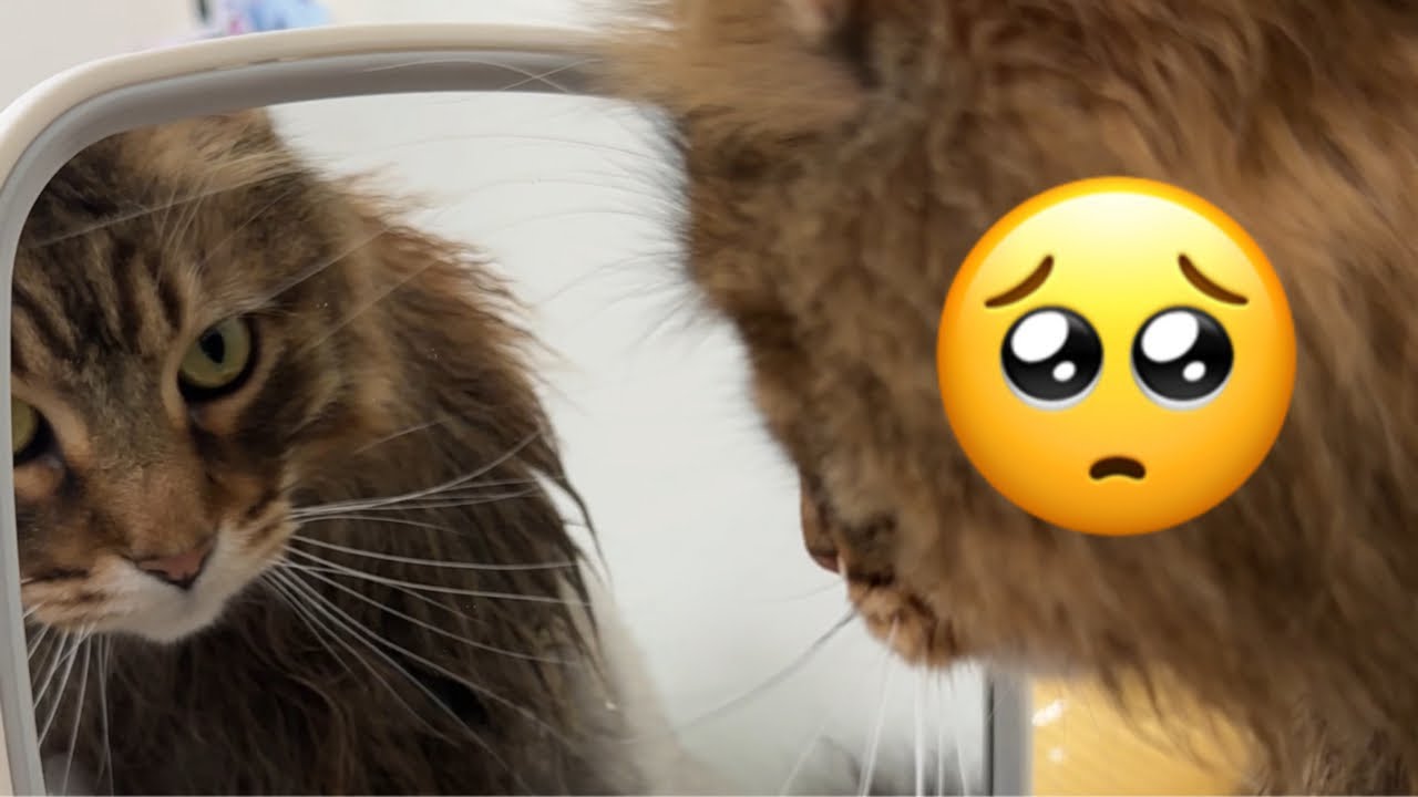 Что случилось с Тиггером?