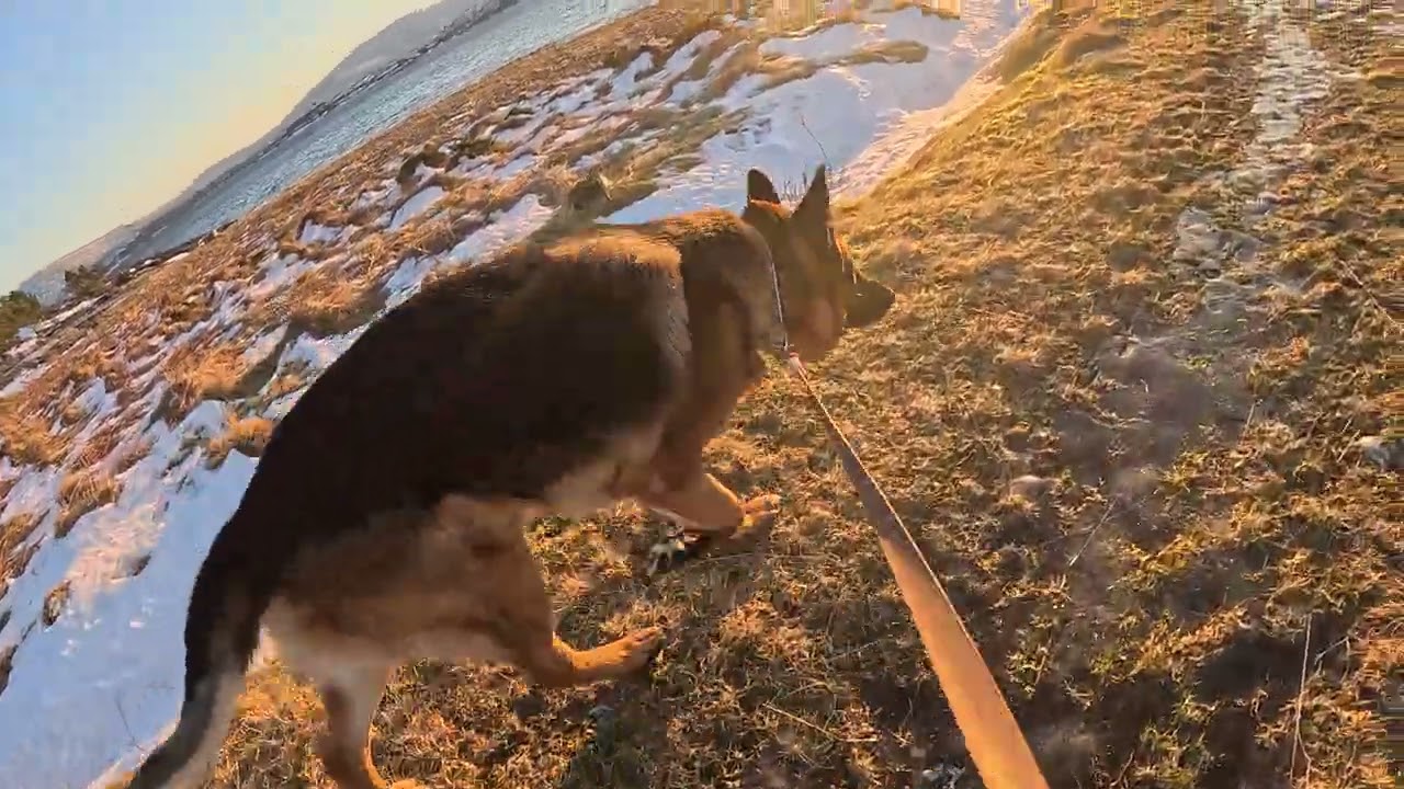 German shepherd on walk. Eros på tur.21.01.2026. welcome to winter land. 2+ degrees