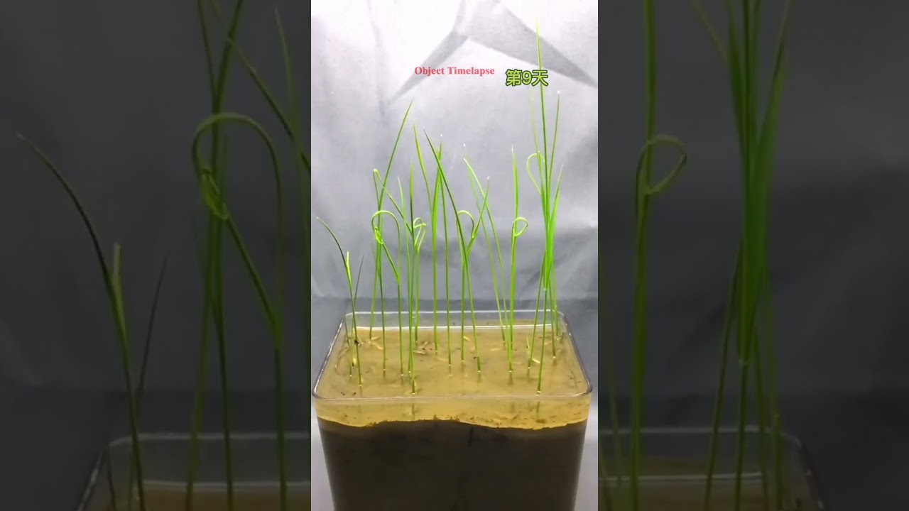 Growing rice Time Lapse Compilation. #satisfying #plants @AmazingTubeTimeLapse @GreenTimelapse