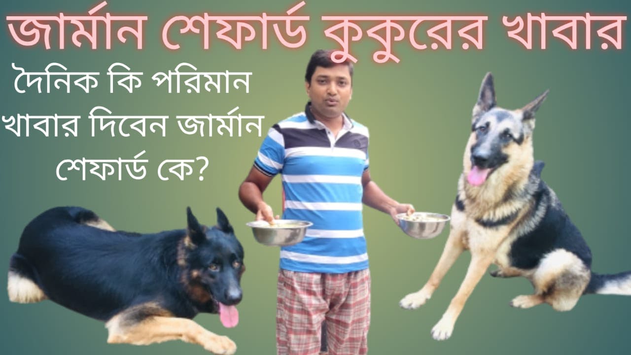 জার্মান শেফার্ড কুকুরের খাবার।। german shepherd dog food chart ।। german shephard kukurer khabar