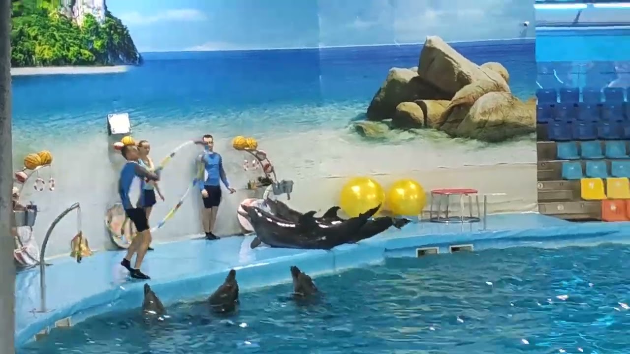 Dolfin show