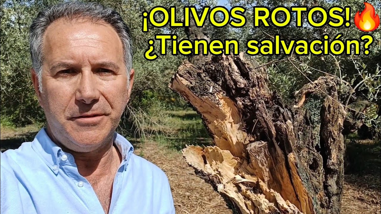  🌳🛠️  PODA de RESTAURACIÓN de OLIVOS  destrozados por la caída de un eucalipto