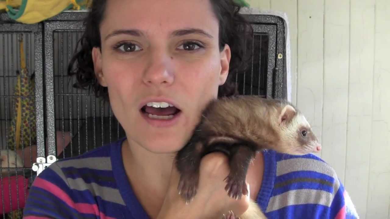Signs of an unhealthy ferret - Day 4