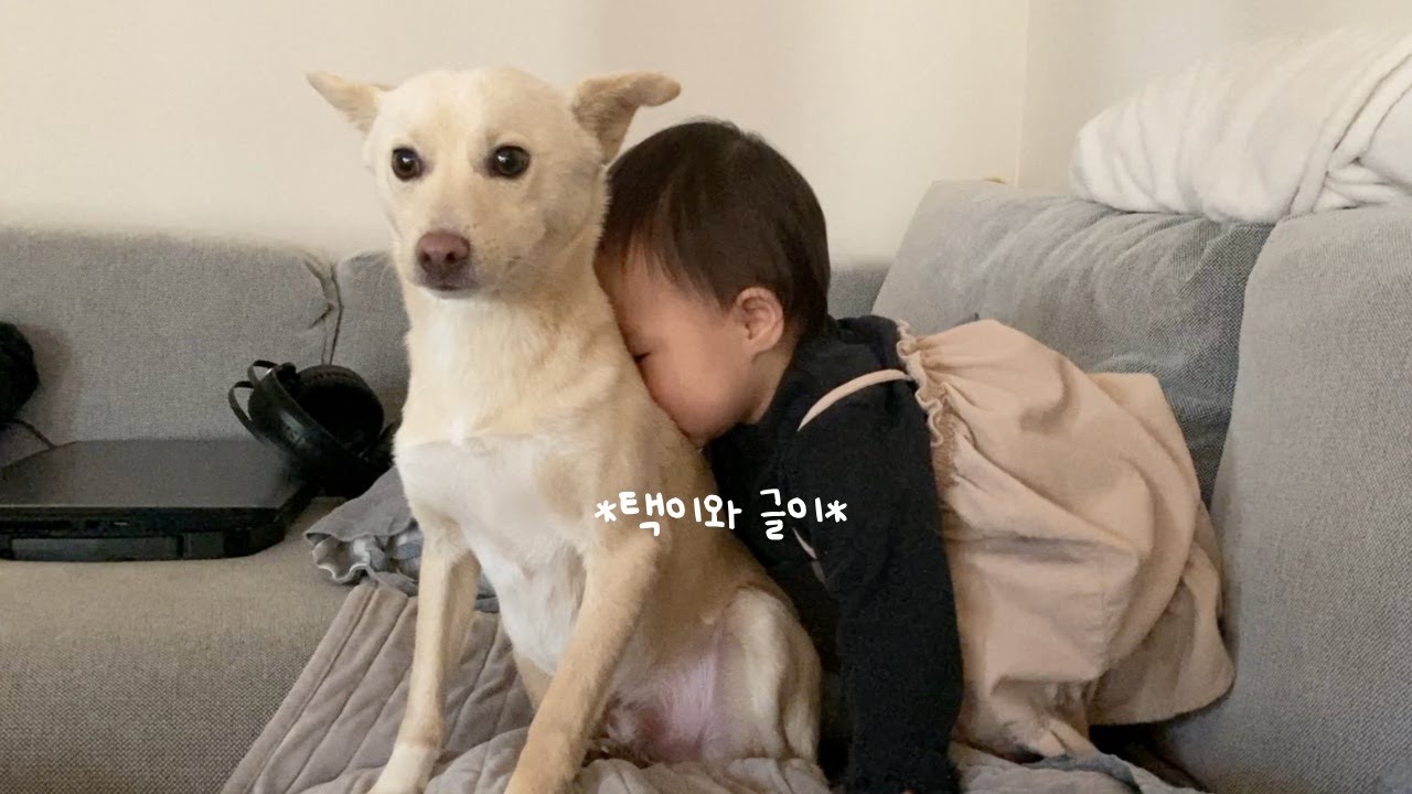 낯선 사람이 오자 겁먹은 강아지 곁을 지켜 주는 아기 (봉택이 근황) | 진돗개가족 vlog