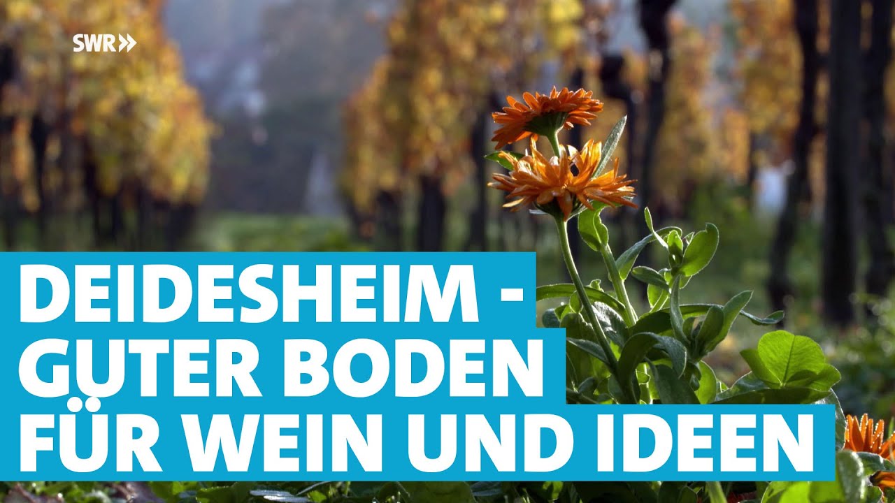 Wein inspiriert - Frische, kreative Ideen aus Deidesheim