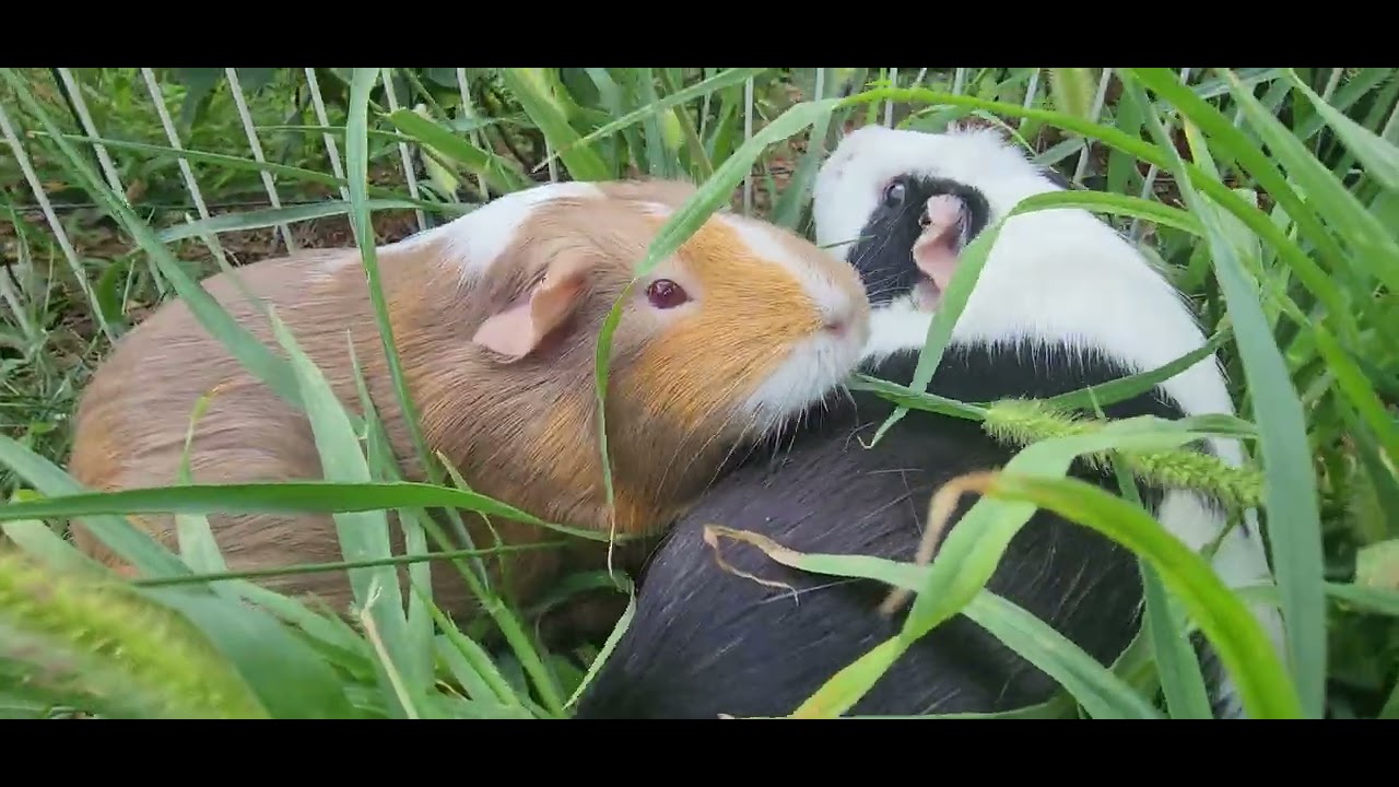 Cute happy guniea pigs eating grass sound calming relaxing soothing ASMR #cuteanimals #cute#pet 