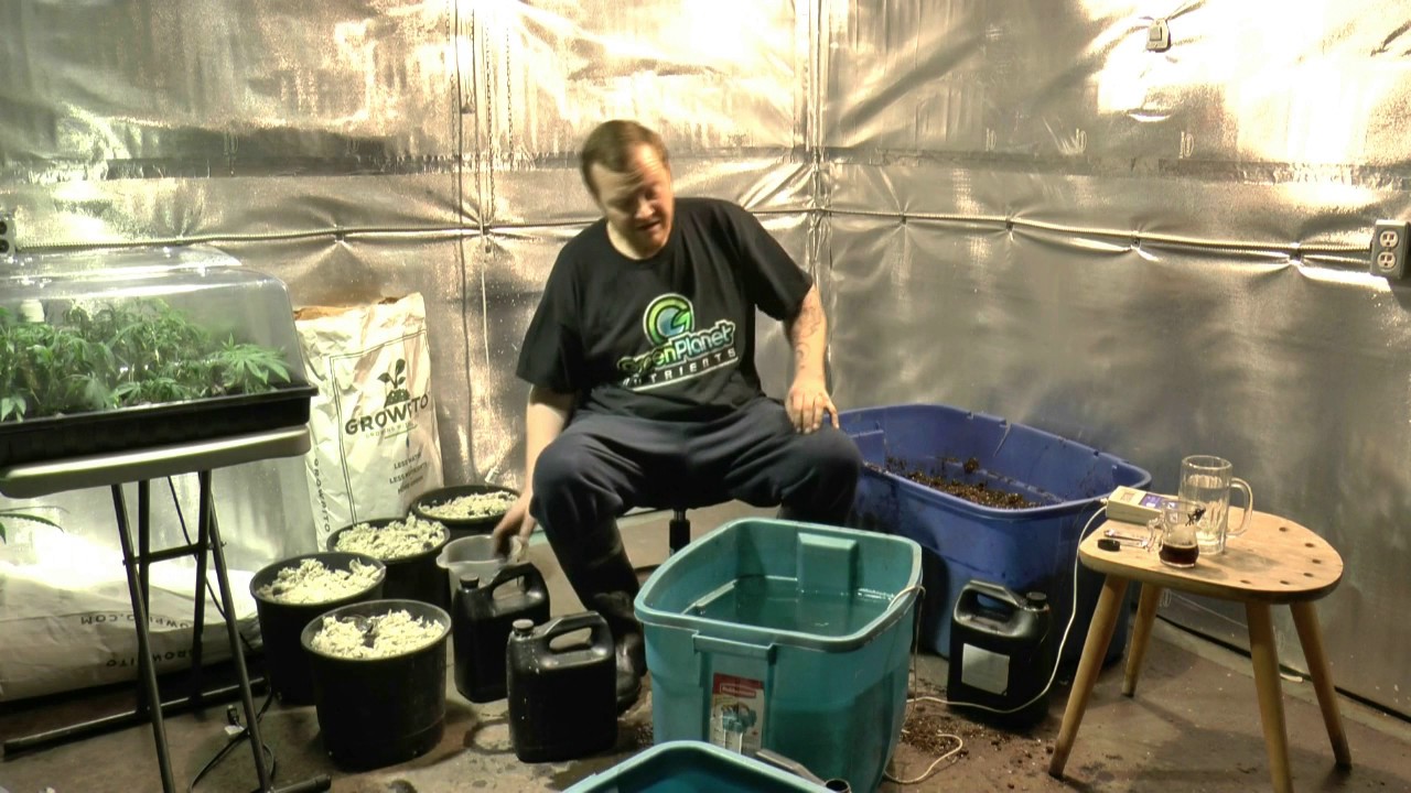 Transplanting Newly rooted Clones